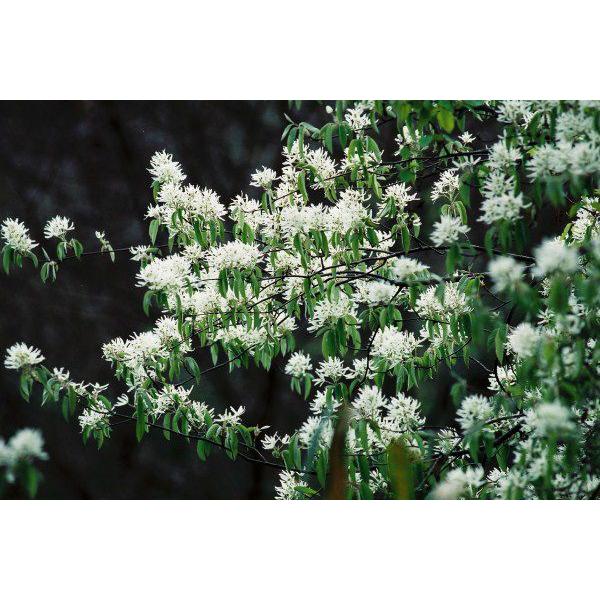 ザイフリボク（采振木）苗木 30〜50cm前後 : キヨタキナーセリー