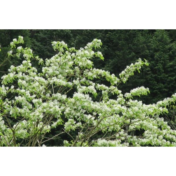 山採り　ザイフリボク ザイフリボク（采振木）苗木 30〜50cm前後 : キヨタキナーセリー
