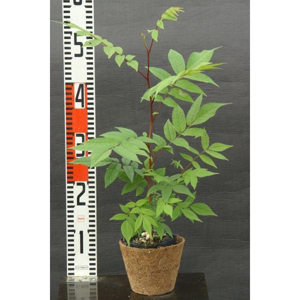 サワグルミ（沢胡桃）苗木 30〜50cm前後 : キヨタキナーセリー - 通販