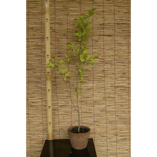 サワフタギ 沢塞木 苗木 30 50cm前後 Ypsa0007 キヨタキナーセリー 通販 Yahoo ショッピング