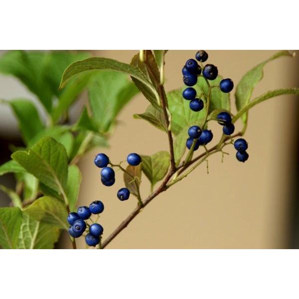 サワフタギ 沢塞木 苗木 30 50cm前後 Ypsa0007 キヨタキナーセリー 通販 Yahoo ショッピング