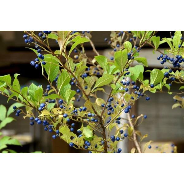 サワフタギ 沢塞木 苗木 30 50cm前後 Ypsa0007 キヨタキナーセリー 通販 Yahoo ショッピング