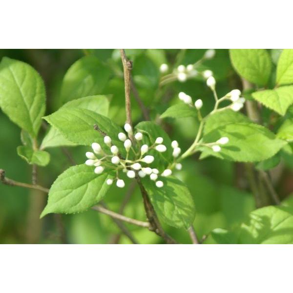 サワフタギ 沢塞木 苗木 30 50cm前後 Ypsa0007 キヨタキナーセリー 通販 Yahoo ショッピング