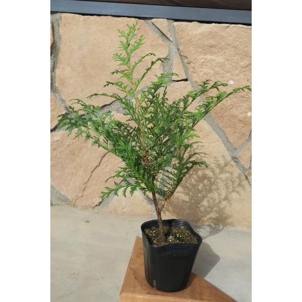 サワラ（花柏）苗木 30〜50cm前後 : キヨタキナーセリー - 通販
