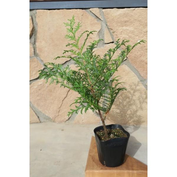 サワラ（花柏）苗木 30〜50cm前後 : キヨタキナーセリー - 通販