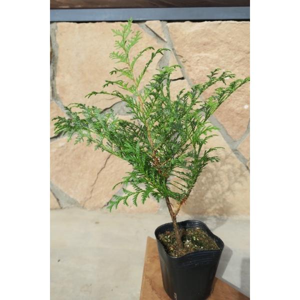 サワラ（花柏）苗木 30〜50cm前後 : キヨタキナーセリー - 通販