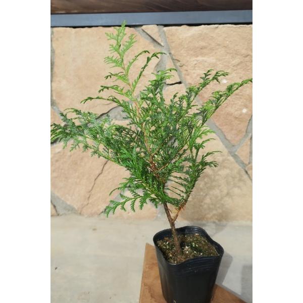 サワラ（花柏）苗木 30〜50cm前後 : キヨタキナーセリー - 通販
