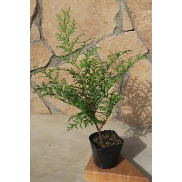 サワラ（花柏）苗木 30〜50cm前後 : キヨタキナーセリー - 通販