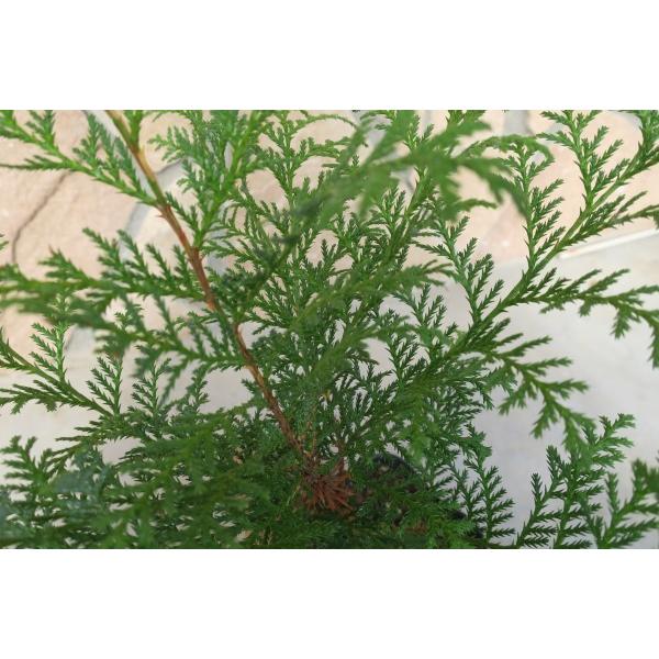 サワラ（花柏）苗木 30〜50cm前後 : キヨタキナーセリー - 通販