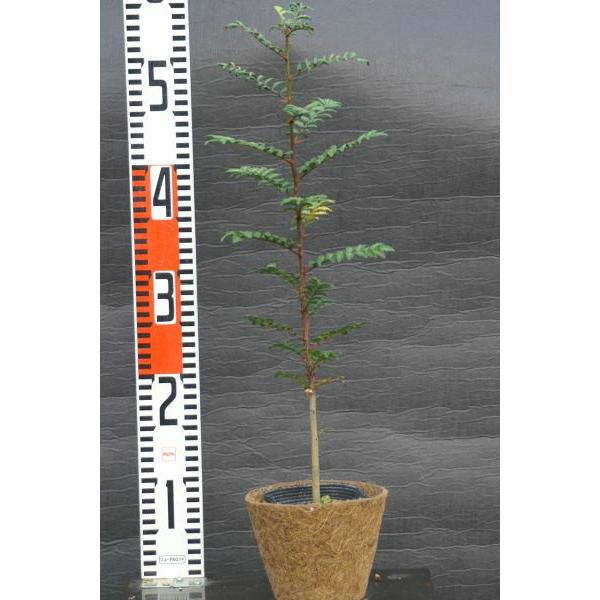 サンショウ（山椒）苗木 25〜50cm前後 : キヨタキナーセリー - 通販