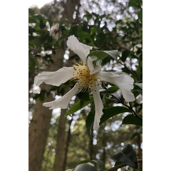 サザンカ（山茶花）「原種」苗木 30〜50cm前後 : キヨタキ