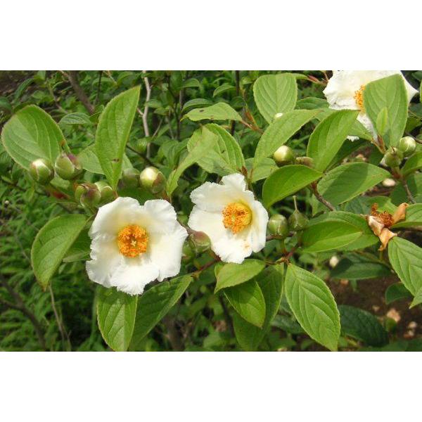 225円 感謝価格 シャラノキ 沙羅の木 苗木 庭木 30 50cm前後