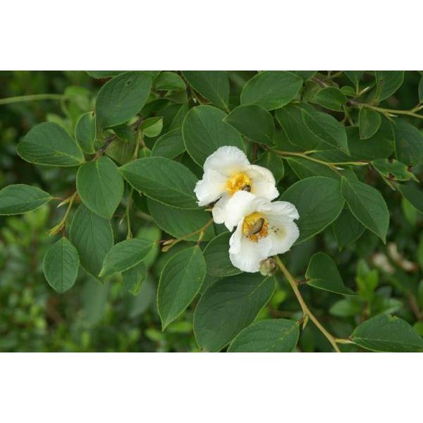 シャラノキ 沙羅の木 苗木 庭木 30 50cm前後 Ypsi0004 キヨタキナーセリー 通販 Yahoo ショッピング