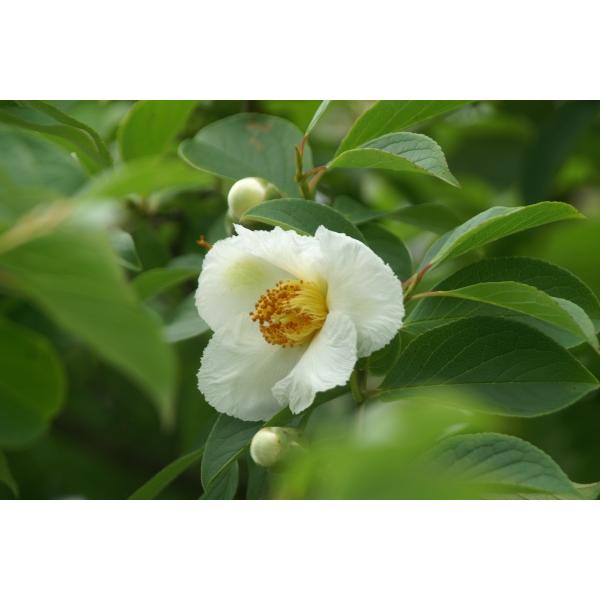シャラノキ（沙羅の木）苗木「庭木」 30〜50cm前後 : キヨタキ
