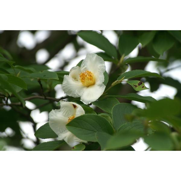 シャラノキ 沙羅の木 苗木 庭木 30 50cm前後 Ypsi0004 キヨタキナーセリー 通販 Yahoo ショッピング