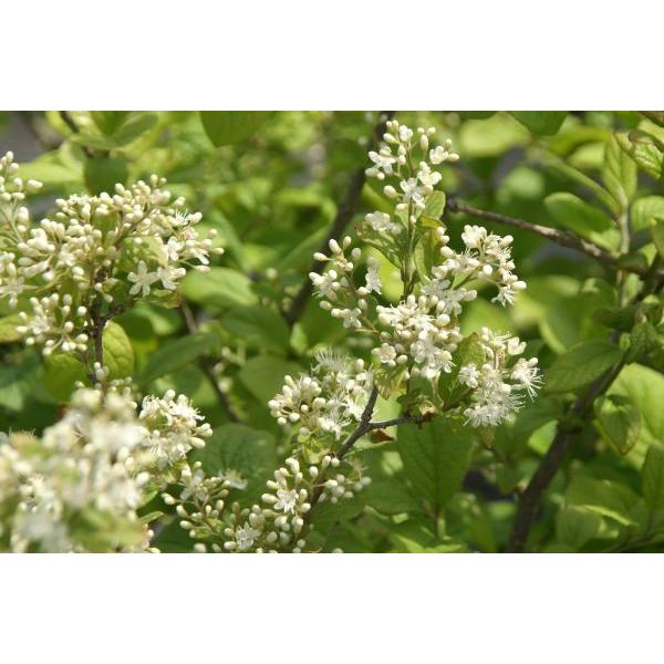 シロサワフタギ 白沢蓋木 苗木 庭木 30 50cm前後 Ypsi0006 キヨタキナーセリー 通販 Yahoo ショッピング