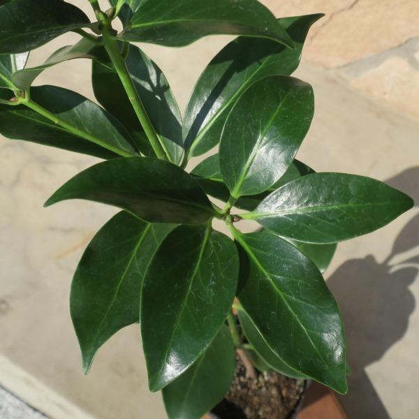 シキミ（樒）苗木「常緑樹」 20〜50cm前後 : キヨタキナーセリー