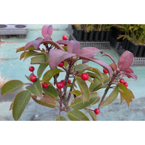 ソヨゴ 冬青 苗木 庭木 常緑樹 30 50cm前後 Ypso0001 キヨタキナーセリー 通販 Yahoo ショッピング