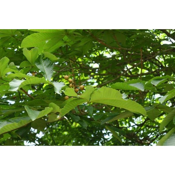 トチノキ（栃の木）苗木　30〜50cm前後 |  | 05