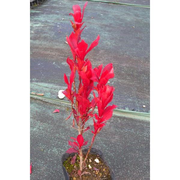 ドウダンツツジ（灯台躑躅）苗木 30〜50cm前後 : キヨタキナーセリー