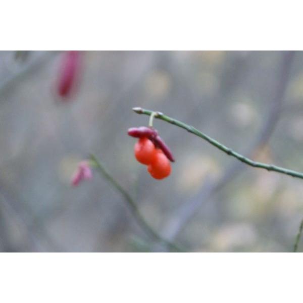 ツリバナ（吊花）苗木　25cm前後 | 