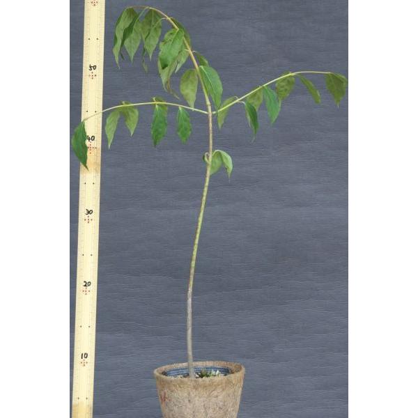 ツリバナ（吊花）苗木　25cm前後 |  | 01