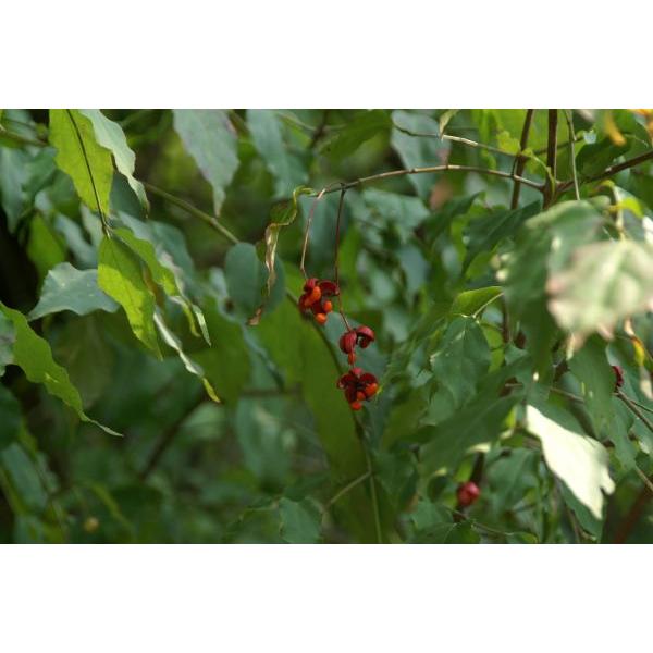 ツリバナ（吊花）苗木　25cm前後 |  | 03
