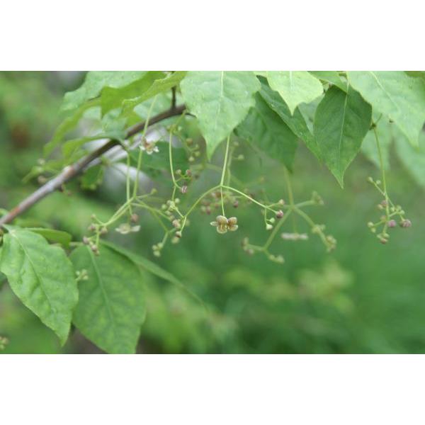ツリバナ（吊花）苗木　25cm前後 |  | 04