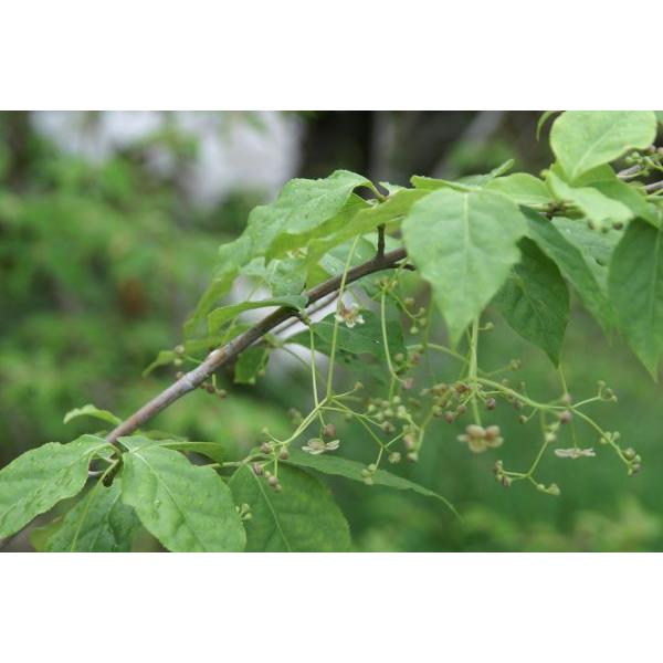 ツリバナ（吊花）苗木　25cm前後 |  | 05