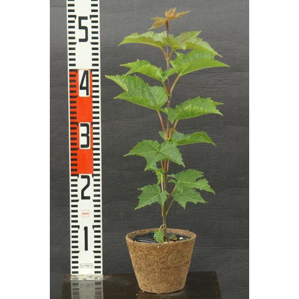 ウリハダカエデ（瓜肌楓）苗木「庭木」 30〜50cm前後 : キヨタキ