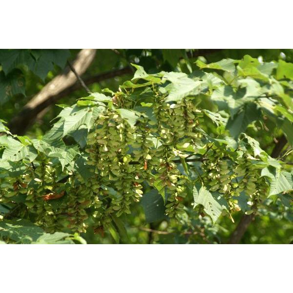 ウリハダカエデ（瓜肌楓）苗木「庭木」 30〜50cm前後 : キヨタキ