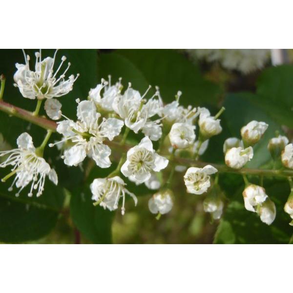 ウワミズザクラ(上溝桜）苗木　30〜50cm前後 | 