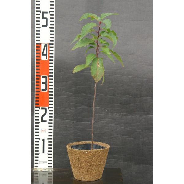 ウワミズザクラ(上溝桜）苗木 30〜50cm前後 : キヨタキナーセリー