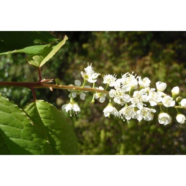 ウワミズザクラ(上溝桜)苗木 30〜50cm前後 : キヨタキ ウワミズザクラ(上溝桜)苗木 30〜50cm前後 : キヨタキ