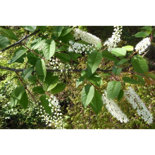 40 山採り　ウワミズザクラ 40 山取 ウワミズザクラ