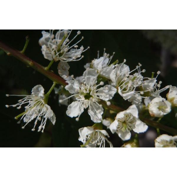 ウワミズザクラ(上溝桜）苗木 30〜50cm前後 : キヨタキ