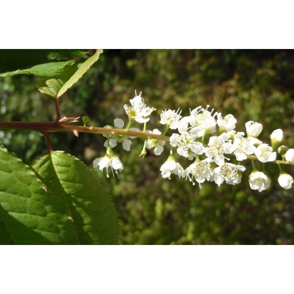 ウワミズザクラ 上溝桜 苗木 30 50cm前後 Ypu0009 キヨタキナーセリー 通販 Yahoo ショッピング