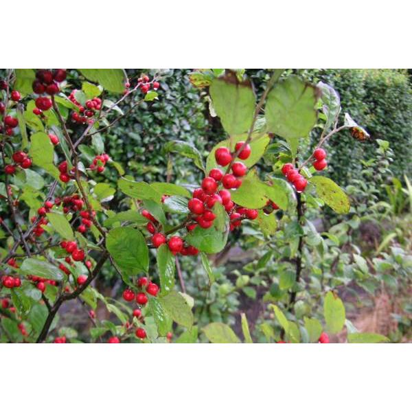 ウメモドキ（梅擬）苗木「庭木」 30〜50cm前後 : キヨタキナーセリー