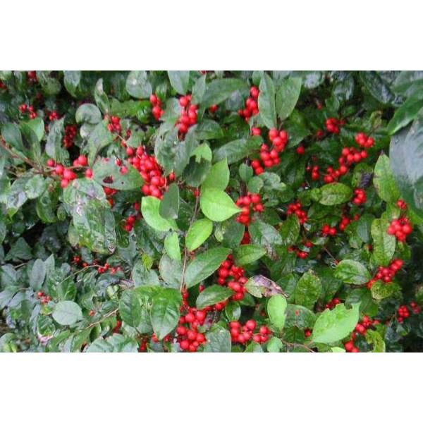 珍しい希少 小姓梅 ウメモドキ 珍しい希少 小姓梅 ウメモドキ