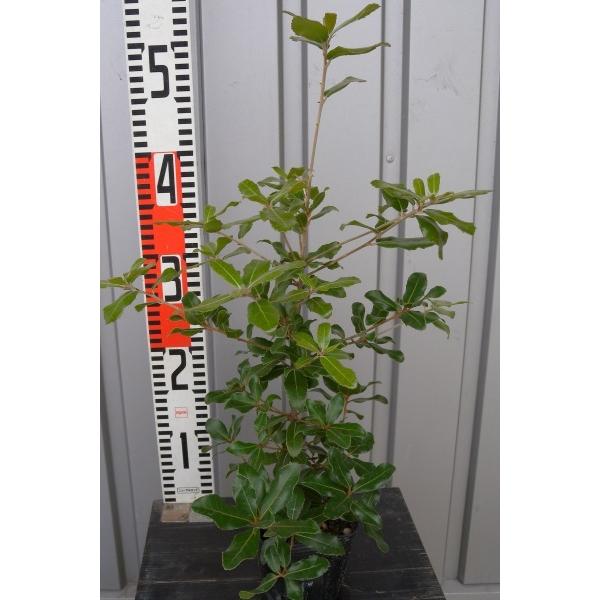 ウバメガシ（姥目樫）苗木 30~50cm前後 : キヨタキナーセリー - 通販