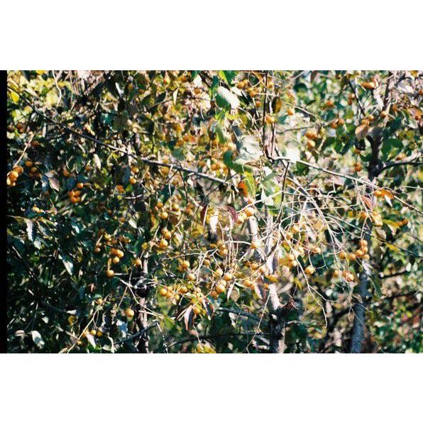 ヤマガキ（山柿）苗木 20〜50cm前後 : キヨタキナーセリー - 通販