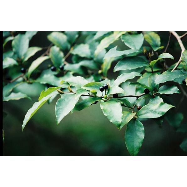 人気沸騰】 ヤマコウバシ 山香し 苗木 20〜40cm前後 copper-tip.ca