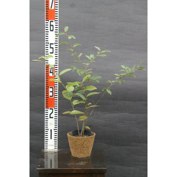 ヤマコウバシ（山香し）苗木 20〜40cm前後 : キヨタキナーセリー