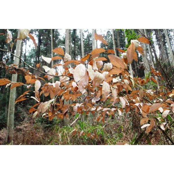 ヤマコウバシ（山香し）苗木 20〜40cm前後 : キヨタキナーセリー