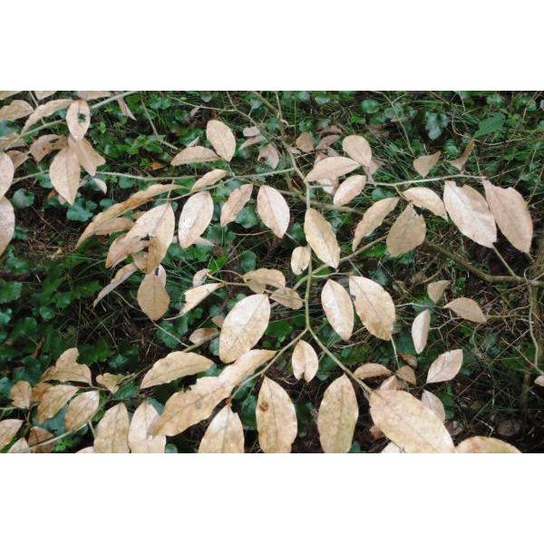 ヤマコウバシ（山香し）苗木 20〜40cm前後 : キヨタキナーセリー