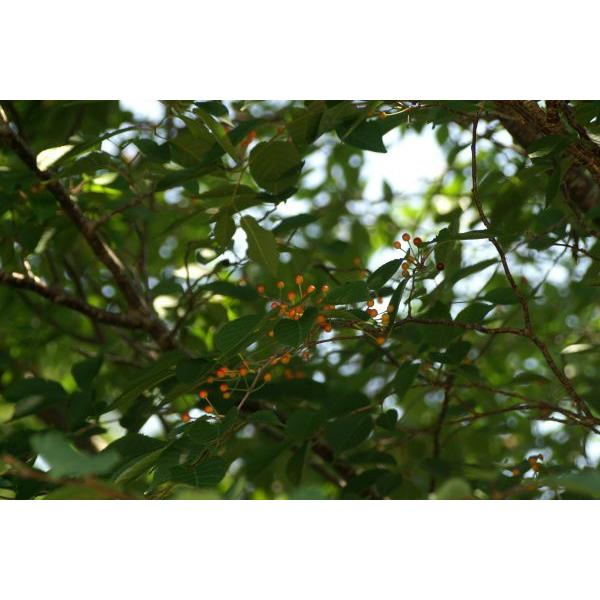 ヤマザクラ（山桜）苗木 30〜50cm前後 : キヨタキナーセリー - 通販