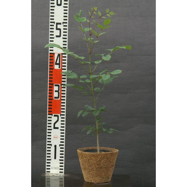 ヤマトアオダモ苗木 30 50cm前後 Ypya0005 キヨタキナーセリー 通販 Yahoo ショッピング