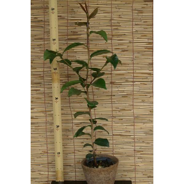 ヤブツバキ（藪椿）苗木「庭木」「常緑樹」 25〜50cm前後 : キヨタキ