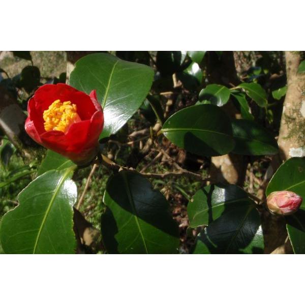 ヤブツバキ（藪椿）苗木「庭木」「常緑樹」 25〜50cm前後 : キヨタキ