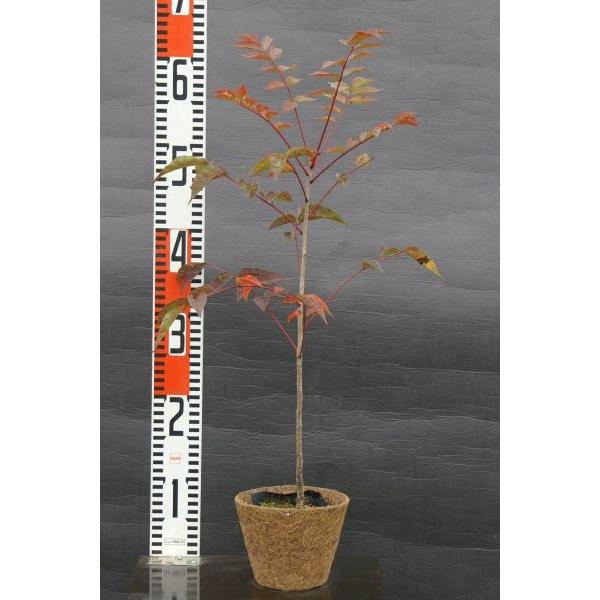 ヤマウルシ 山漆 苗木 庭木 50cm前後 Ypya0013 キヨタキナーセリー 通販 Yahoo ショッピング